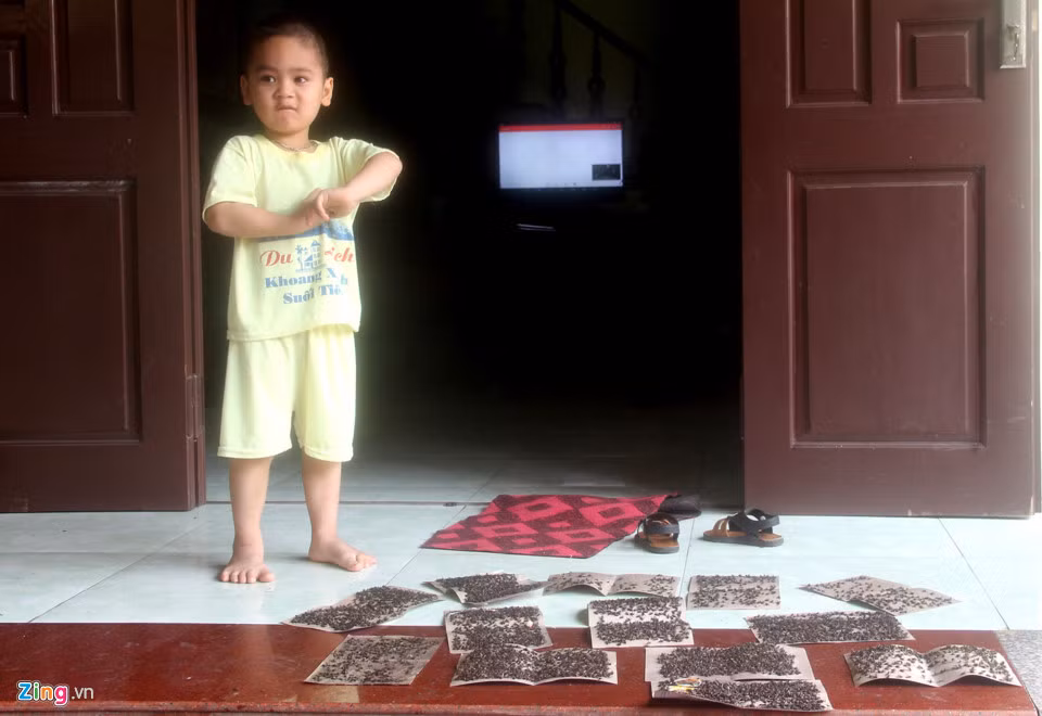 Còn anh Nguyễn Văn Cường ở xóm 18 thôn Đông Hạ cho biết nhà anh cách bãi rác khoảng 1 km nhưng lượng ruồi vẫn xuất hiện dày đặc. Ăn cơm phải dụng màn để che chắn. "Trước kia ruồi xuất hiện nhiều nhưng chưa bằng lần này. Chúng tôi chịu 1-2 ngày được chứ chịu đến cả tuần nay rồi. Không biết tình trạng này còn kéo dài đến bao lâu", anh Cường nói.