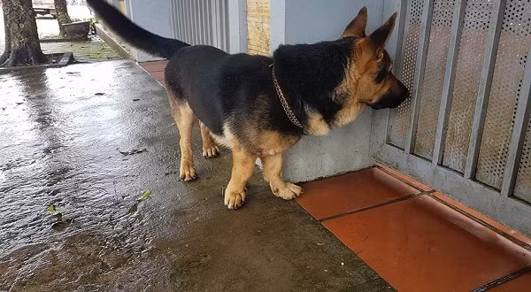 Theo như chủ bài post chia sẻ, chú chó kì lạ này không biết từ đâu rất hay qua để ‘tán' chó nhà chủ post.