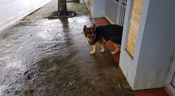 Loạt ảnh nhanh chóng nhận được hơn 27 nghìn lượt like và gần 2500 bình luận từ cư dân mạng. Đa số đều cảm thấy ‘chết cười' với ngoại hình đầy éo le của chú chó chân ngắn.