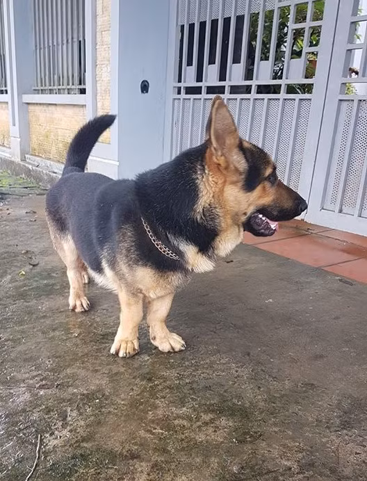 Chú rất thân thiện, ngoan ngoãn và quấn người.