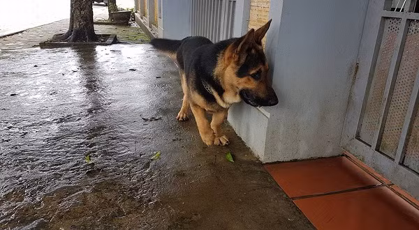 Tuy chê và ví von rất nhiều về ngoại hình của chú, từ ‘mặt phụ huynh thân hình học sinh', ‘nhìn chân là biết không bao giờ với tới cuộc thi hoa hậu rồi', cư dân mạng vẫn thấy chú chó đáng yêu.