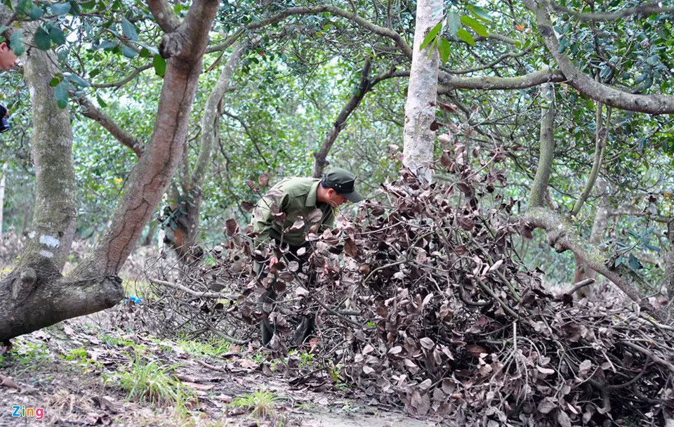 Ông Đặng Văn Hiện cho hay người khoan và đổ chất độc vào thân cây đã dùng cành, lá khô tấp vào gốc để che giấu hành vi. "Những cây này bị đổ thuốc vào khoảng 10 ngày trước. Cách đây mấy hôm, chúng tôi đi tuần và thấy cây héo úa bất thường. Khi kiểm tra thân ở phần gốc thì phát hiện vụ việc", ông Hiện cho biết.