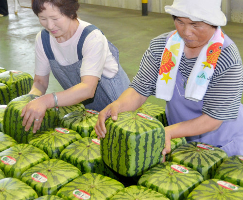 Người dân trồng dưa hấu vuông cũng tự tay đóng gói và dán tem nhãn cho từng quả. Ảnh: Internet.