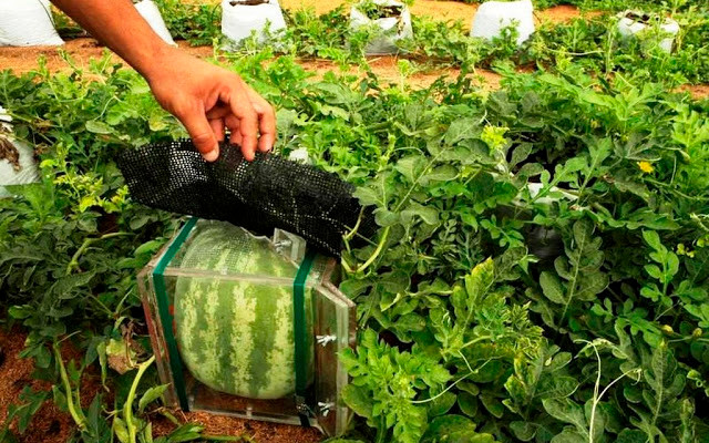 So với dưa hấu Việt Nam, loại dưa Nhật Bản đắt hơn từ 40 – 100 lần. Ảnh: traicaydungmap.blogspot