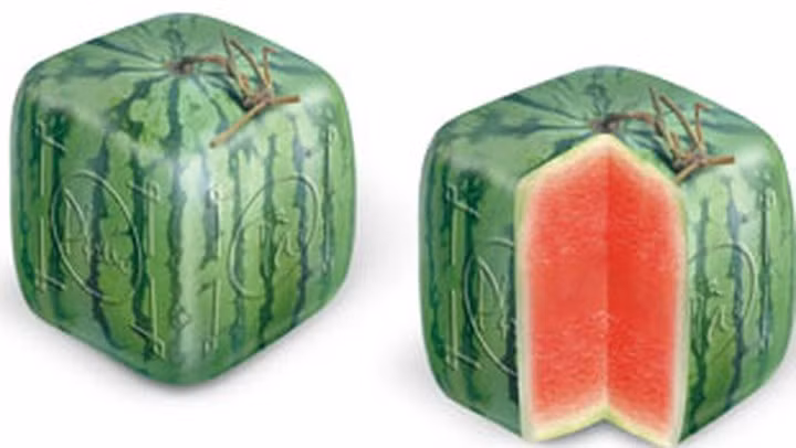 Giới nhà giàu Hà Nội đang đua nhau bỏ ra khoảng 4,5 triệu đồng để mua một quả dưa hấu hình vuông lạ mắt. Ảnh: Internet.