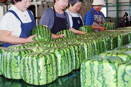 Ngoài ra còn do loại dưa hấu này không dễ trồng. Mỗi năm người dân ở đảo Shikoku chỉ thu hoạch được khoảng 300 quả. Ảnh: Người tiêu dùng.