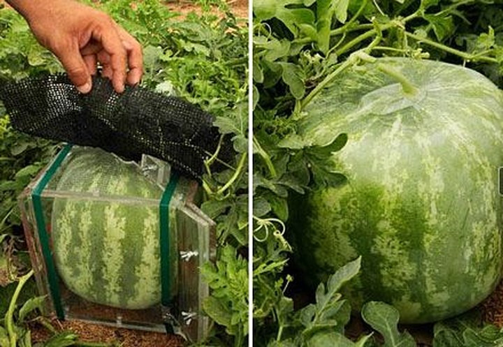 Giống của loại dưa hấu này thực chất vẫn là dưa tròn, nhưng trong quá trình trồng, người dân đảo Shikoku dùng khuôn kim loại hình vuông để biến chúng thành dưa hấu vuông. Ảnh: traicaydungmap.blogspot.