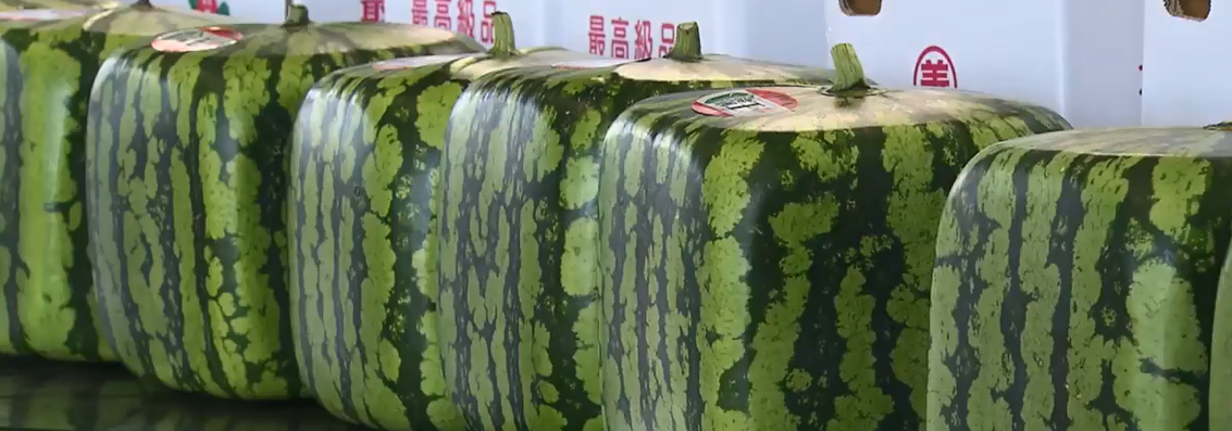 Điều làm nên sự đắt đỏ của loại dưa này chính là hình dáng, độ hoàn hảo về hình khối của quả dưa. Ảnh: Internet.