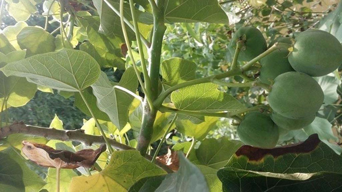 Tuyen Quang: Ru nhau an qua vong, 10 tre phai nhap vien khan cap