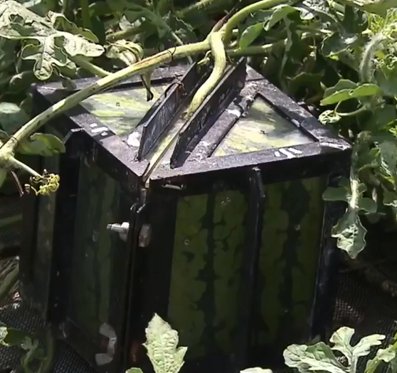 Giai đoạn từ khi đặt quả trong khuôn tới khi thu hoạch mất khoảng 10 ngày. Khi đó quả dưa hấu phải lấp đầy tất cả các cạnh hộp. Ảnh: Internet.