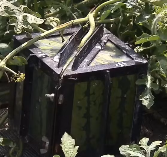 Giai đoạn từ khi đặt quả trong khuôn tới khi thu hoạch mất khoảng 10 ngày. Khi đó quả dưa hấu phải lấp đầy tất cả các cạnh hộp. Ảnh: Internet.