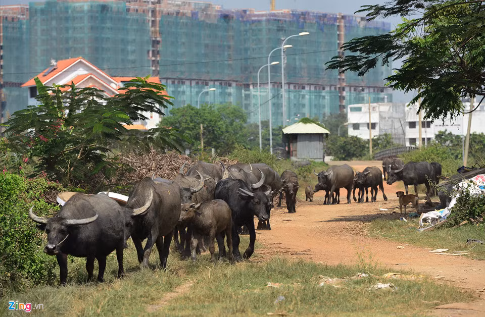 Được quy hoạch là dự án kiểu mẫu, nhưng 15 năm qua, khu dân cư Bắc Rạch Chiếc vẫn dở dang, thậm chí, khu dân cư này còn trở thành nơi chăn nuôi gia súc, trâu bò được chăn thả khắp nơi. Ảnh: Zing.