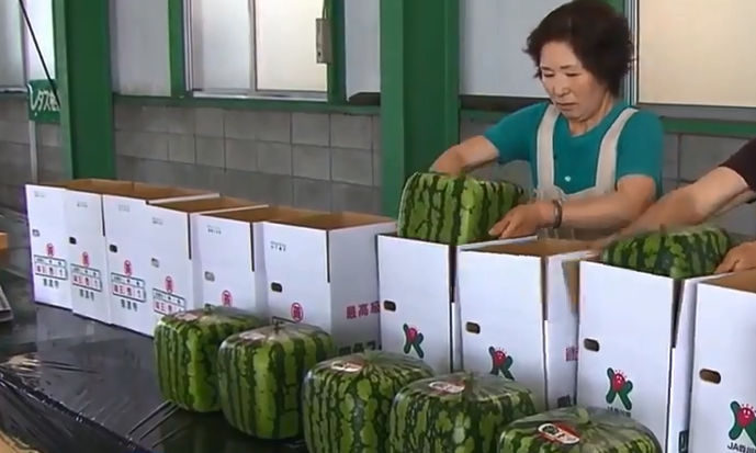 Khi mới trồng loại dưa này, bản thân người dân đảo Shikoku cũng không nghĩ lại có giá cao và hút khách đến thế. Ý tưởng ban đầu biến dưa hấu tròn thành vuông chỉ là để giúp cho việc vận chuyển dưa dễ dàng. Ảnh: Internet.