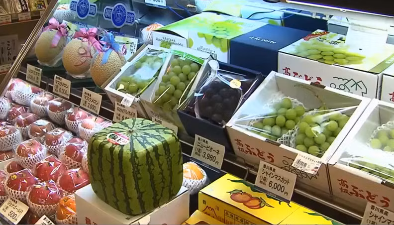 Ở Nhật Bản, mỗi quả dưa hấu vuông có giá 100 – 200 USD. Tại thị trường nước ngoài, giá của chúng có thể lên tới 800 USD, tương đương 18 triệu đồng.