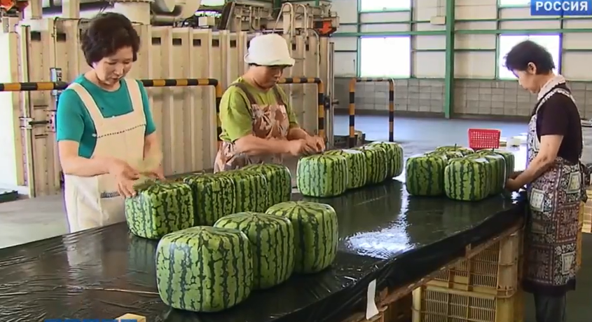 Loại dưa hấu vuông này được giới thiệu có nguồn gốc xuất xứ từ đảo Shikoku (Nhật Bản). Ảnh: Internet.