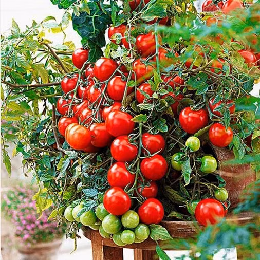 Cà chua có thể tự thụ phấn. Tuy nhiên, để tăng khả năng thụ phấn, nên lắc nhẹ cành cây khoảng 3-4 lần trong ngày để hạt phấn rơi vào hoa phía dưới. Ảnh: ChinaPrices.