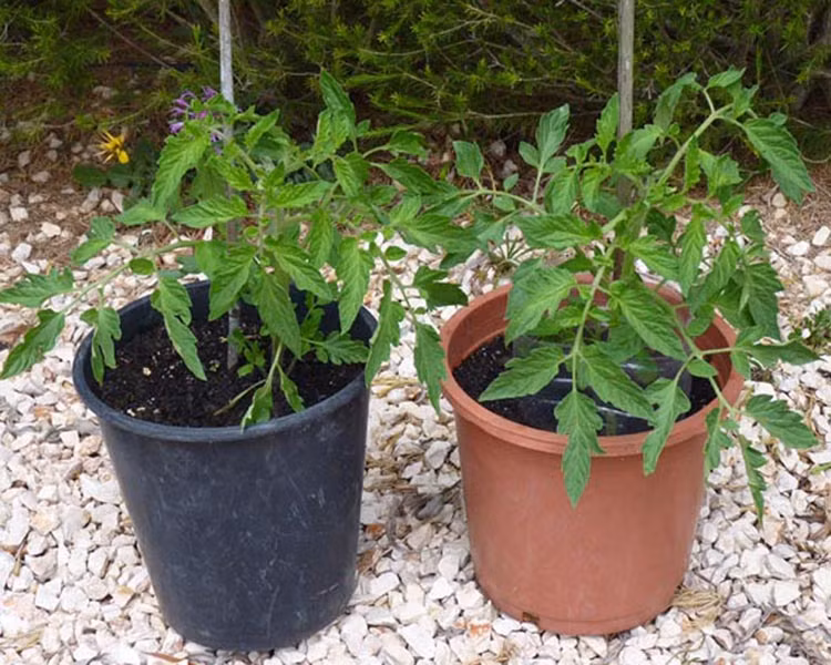 Khi tưới nước, nên tưới xung quanh chậu, không nên tập trung vào mỗi gốc cây. Ảnh: Tomatos.