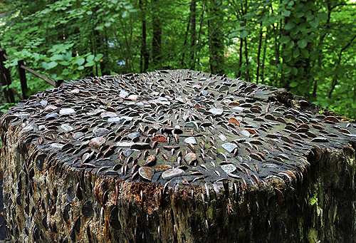 Hiện tại, những thân cây tiền xu độc đáo này trở thành điểm du lịch rất thu hút đối với các du khách khi đến Yorkshire. (Ảnh: Little Trekkers)