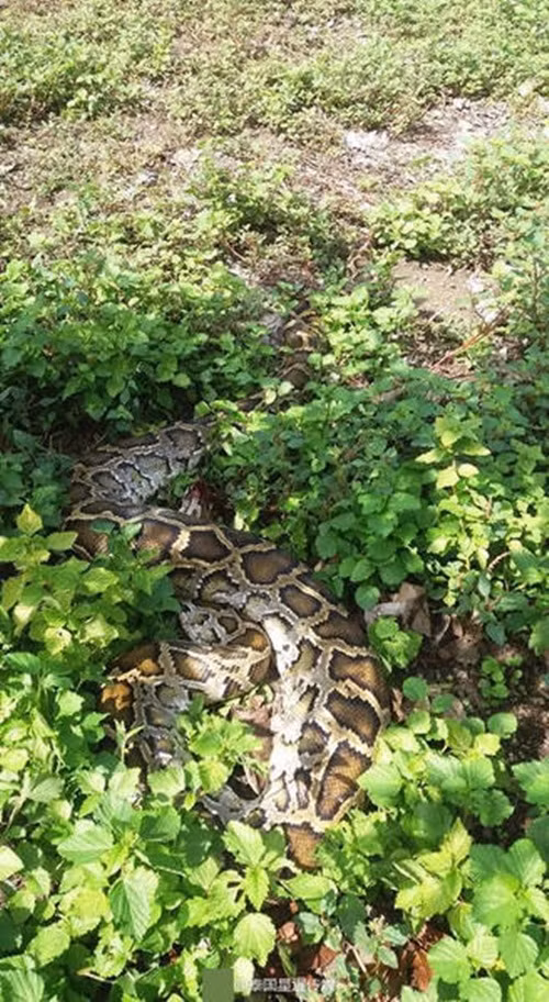 Bên cạnh việc tán dương tinh thần dũng cảm và khả năng chiến đấu ngoan cường của chú chó Pit bull, nhiều người cũng tỏ ra thương cảm cho con trăn khổng lồ hoang dã vì đã xui xẻo, đụng độ với chó Pit bull, một trong những loài chó hung dữ bậc nhất trên thế giới. (Nguồn Sina)