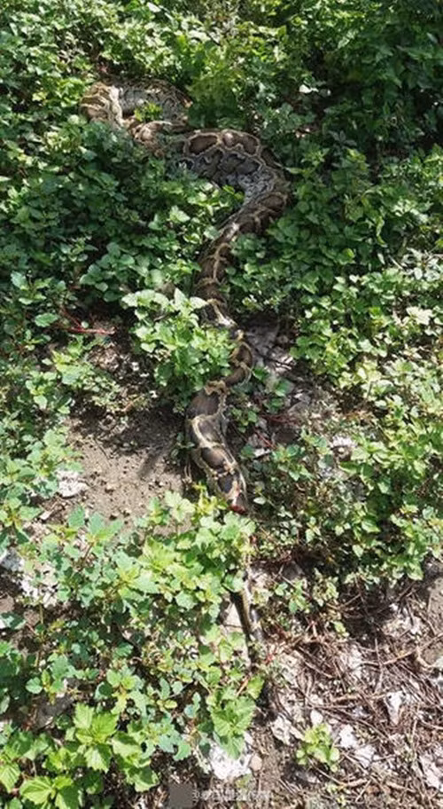 Ngay lập tức, người chủ đã gọi cho đội cứu hộ động vật địa phương đến để giúp đỡ. (Nguồn Sina)