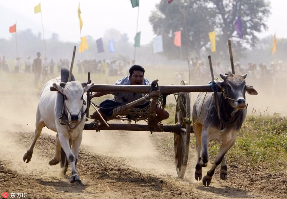 Khi đua, người điều khiển thường nằm rạp xuống, hai tay cầm hai dây cương, hét to và không ngừng giục giã, điều khiển đôi bò đua chạy về vạch đích. (Nguồn Sina)