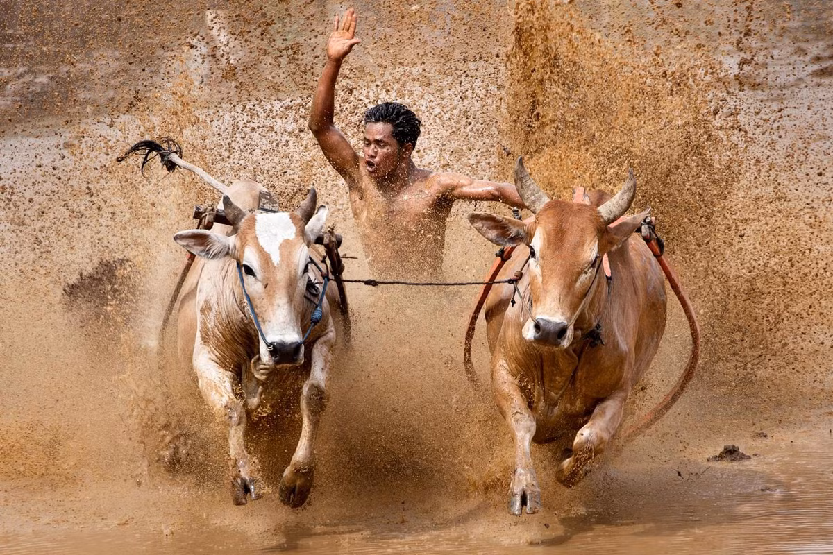 Tại Indonesia, người dân thuộc tộc người Minangkabau ở Tây Sumatra cũng thường tổ chức lễ hội đua bò để ăn mừng mùa màng tươi tốt vào thời điểm cuối mùa vụ. (Ảnh: Wikitravel)