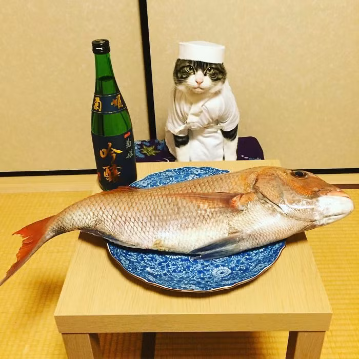 Vì vậy, ngay khi nhận ra Maro có tiềm năng trở thành một phần đặc biệt trong loạt ảnh ẩm thực của mình, cô Rie Matsui đã triển khai dự án ảnh mới. (Nguồn Bored Panda)