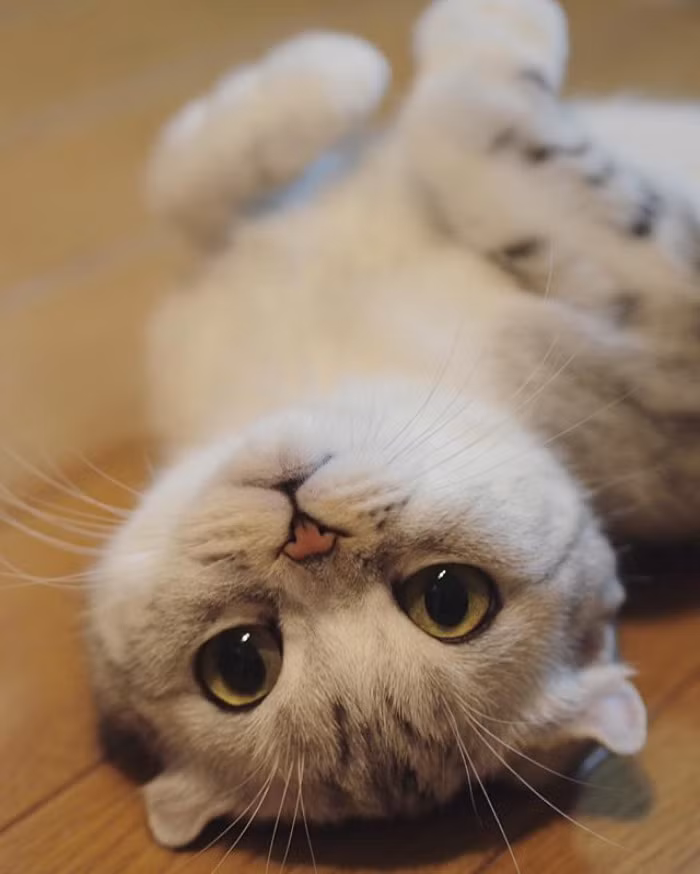 Thừa hưởng đặc điểm tính cách của giống mèo tai cụp, Hana ưa thích chiêm niệm và thường ngồi lặng lẽ quan sát tất cả mọi thứ xảy ra xung quanh. (Nguồn Bored Panda)