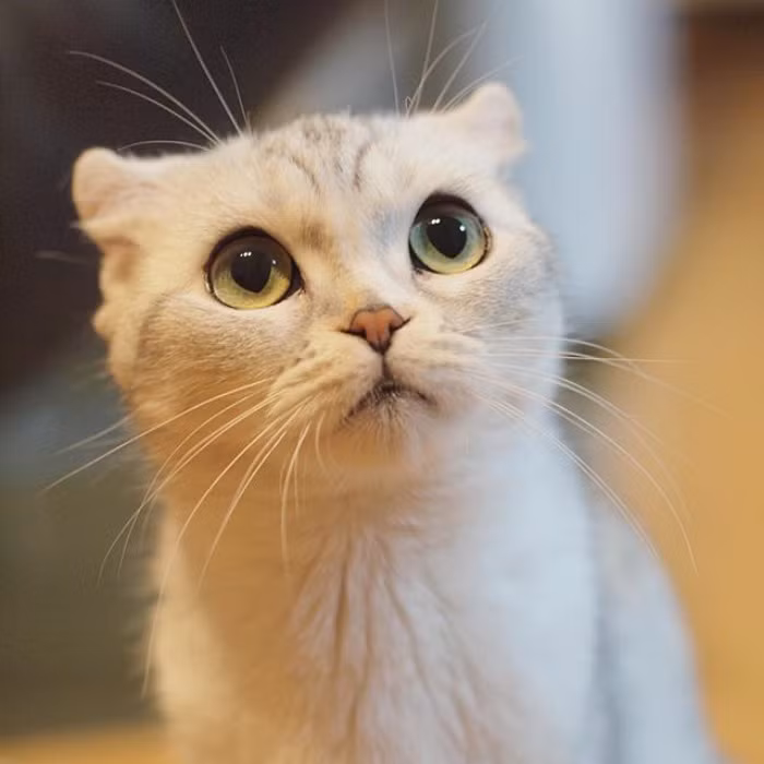 Hiện, số lượng người hâm mộ, yêu thích hình ảnh đáng yêu của cô mèo nổi tiếng Hana ngày càng tăng. Những hình ảnh Hana được chia sẻ, lan truyền trên nhiều diễn đàn, trang mạng nổi tiếng trên thế giới và nhận được phản ứng tích cực. (Nguồn Bored Panda)