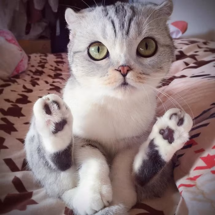 Tất cả những gì mà Hana cần làm để được nổi tiếng đó là để cho chủ nhân của mình chụp ảnh. (Nguồn Bored Panda)