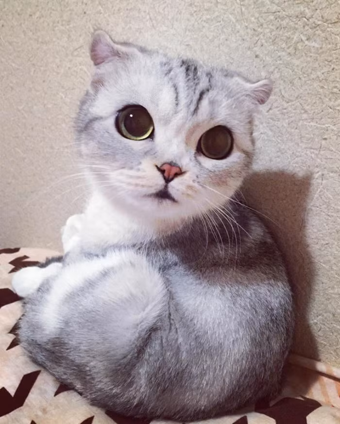 Theo chia sẻ, Hana thuộc giống mèo lông ngắn tai cụp Scottish Fold, giống mèo có nguồn gốc từ Scotland, với đặc điểm rất đặc trưng là đôi tai gấp về phía trước hay còn gọi là tai cụp. (Nguồn Bored Panda)