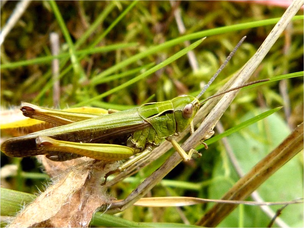 Chính vì vậy, châu chấu thường nhảy tanh tách và nếu có bay, chúng cũng chỉ bay được ở những khoảng cách gần, trong thời gian ngắn.
