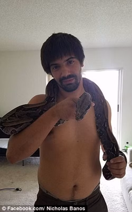 Theo kinh nghiệm của bộ đôi thợ săn trăn, rắn chuyên nghiệp này, những con trăn khổng lồ thường mất sức khá nhanh nhưng con trăn Miến Điện dài tới 4,5m này không giống như vậy, nó hung hăng và dai sức. (Nguồn Dailymail)