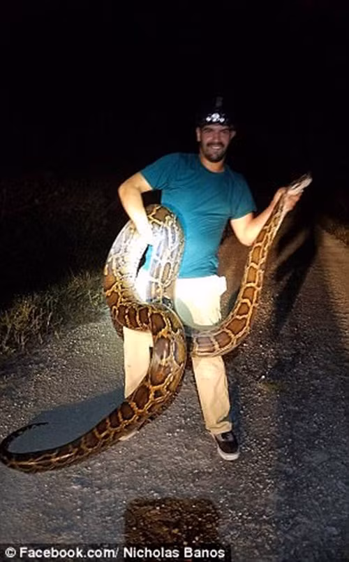 Đây là con trăn lớn nhất mà cặp đôi Leonardo và Nicholas bắt được từ trước đến nay, xô đổ kỷ lục thu phục con trăn 4,4 mét trước đó. Con trăn này cũng mang về cho cặp đôi hơn 600 USD tiền thưởng. (Nguồn Dailymail)