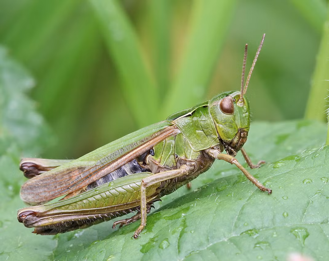 Nhờ phương pháp chụp cắt lớp với sự trợ giúp của máy tính, các nhà nghiên cứu không cần phải cắt rời các mô của côn trùng mà vẫn có thể nhìn rõ cấu tạo nguyên vẹn các bộ phận của nó. Qua đó, họ phát hiện ra điều thú vị, tai châu chấu giống tai người, có một hốc hình nón nằm trên màng nhĩ.
