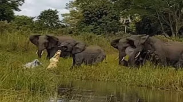 Có thể thấy, voi con cực kỳ đau đớn khi bị cá sấu cắn chặt lấy chiếc vòi nhỏ của mình. (Nguồn Sina)