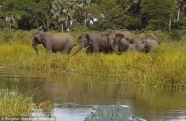 Sự trả thù của đàn voi khổng lồ chắc chắn đã gây ấn tượng sâu sắc với cá sấu. Nó sẽ cân nhắc tới lui trong lần săn mồi tiếp theo nếu như con mồi đó là một con voi con non nớt đi theo đàn. (Nguồn Sina)