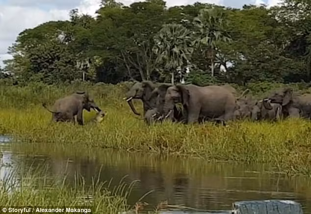 Rất may, nó được mẹ và các thành viên khác trong gia đình không màng nguy hiểm cứu giúp. Thoát khỏi nanh vuốt của cá sấu tử thần một cách ngoạn mục. (Nguồn Sina)