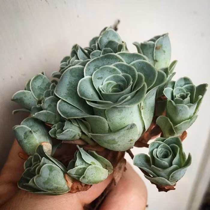 Chính vì hình dáng giống hệt như hoa hồng xanh lại mọc thành chùm giống như hoa hồng tỷ muội, loài thực vật mọng nước này đang cực kỳ được yêu thích. (Nguồn Bored Panda)