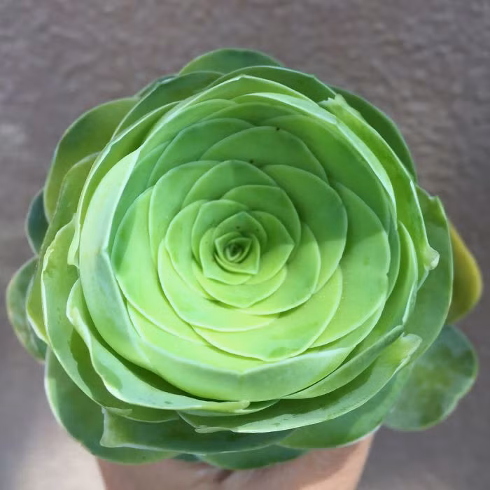 Theo nghiên cứu, hoa hồng mọng nước cũng giống như các chi thực vật khác trong họ, là loài thực vật có một số thành phần dày và nhiều thịt hơn bình thường. (Nguồn Bored Panda)