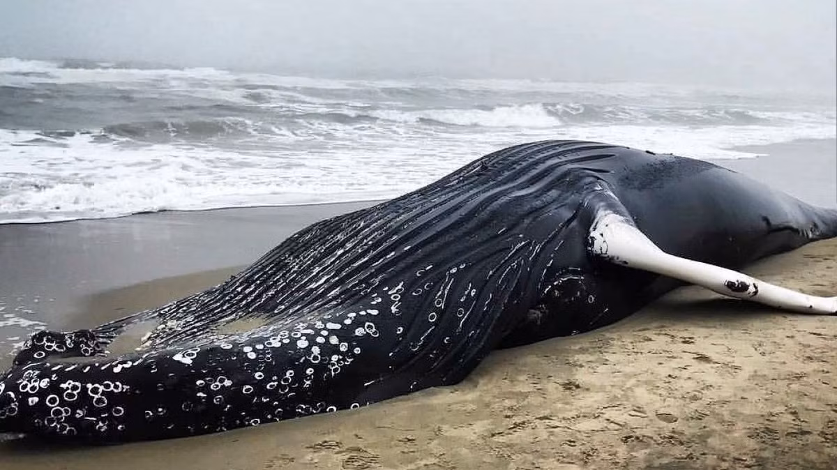 Mới đây, xác một con cá voi lưng gù đã được phát hiện tại bãi biển Rockaway, quận Queens, thành phố New York, Mỹ. Cái chết của con cá voi khổng lồ khiến nhiều người bất ngờ và không khỏi thương xót. (Nguồn Sina)