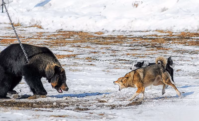 Tại một vùng hoang vắng thuộc lãnh địa của Cộng hòa Sakha, thuộc Nga, một con gấu nâu khổng lồ, tuổi còn trẻ, bị xích chặt lại bằng xích to và liên tục và chiến đấu với những có chó săn khát máu. (Nguồn Sina)
