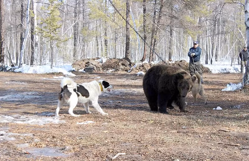 Tuy vậy, Nikolay Chepurnikh, một chuyên gia huấn luyện chó săn trong câu lạc bộ cho biết: "Chúng tôi không thấy điều đó có gì tàn nhẫn, đây là phương thức huấn luyện của chúng tôi. Những trận chiến với gấu nâu khổng lồ là bài thi trắc nghiệm dành cho những con chó săn". (Nguồn Sina)