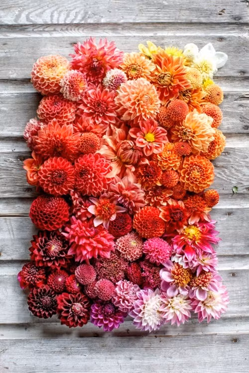 Chắc chắn nhiều người sẽ phải mê mẩn, đắm say khi được ngắm nhìn thảm hoa thược dược đua nở trong nhà bạn.