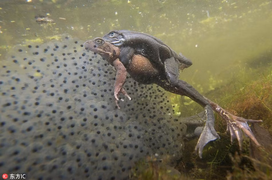 Đến hẹn lại lên, cứ mỗi dịp mùa xuân về, những con ếch lại tập trung tại các đầm nước, ao nước thuộc Norfolk, một hạt nằm ở vùng đất thấp của đông nước Anh để giao phối, đẻ trứng, bắt đầu một chu kỳ sinh sản mới. Hiện tượng ếch giao phối cũng thu hút được sự chú ý của nhiều nhiếp ảnh gia. (Nguồn Sina)