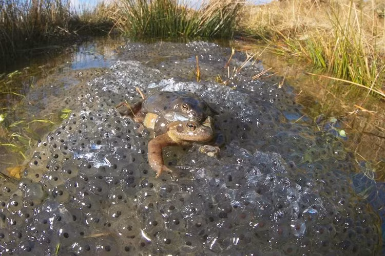 Cảnh tượng thú vị được nhiếp ảnh động vật hoang dã Richard Bowler tình cờ ghi lại trong một lần khám phá thiên nhiên hoang dã. (Nguồn Sina)
