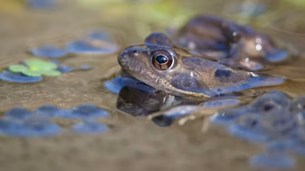 Được biết, những quả trứng ếch cũng là món ngon với một số loài, đặc biệt là những con cá phàm ăn. Chính vì thế, mặc dù đẻ cực nhiều trứng nhưng số lượng loài của ếch hoang dã không tăng đột biến như nhiều người vẫn tưởng. (Nguồn Sina)