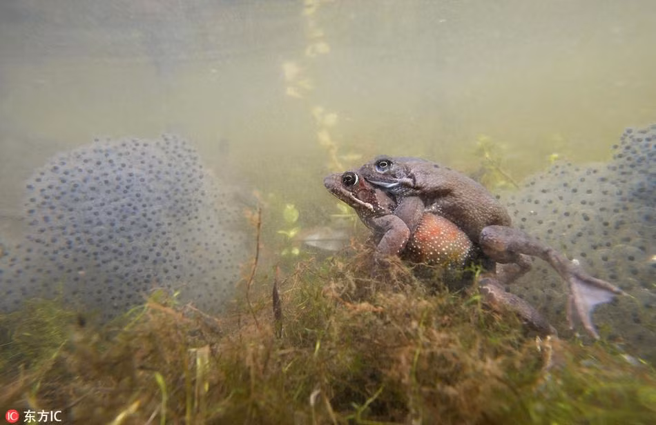 Qua những bức ảnh của nhiếp ảnh gia Josh, có thể thấy những con ếch giao phối liên tục trong nước, đẻ rất nhiều trứng. (Nguồn Sina)