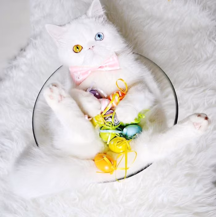 Mặc dù là một hội chứng hiếm lạ nhưng loạn sắc tố mống mắt hoàn toàn vô hại, không ảnh hưởng đến thị lực của người mắc phải. (Nguồn Bored Panda)