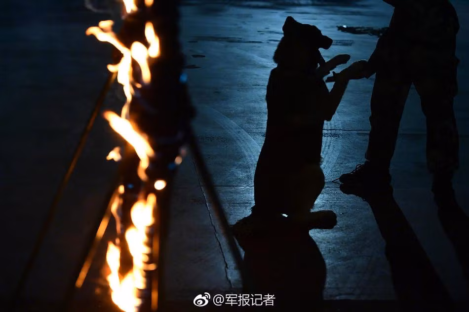 Nếu hoàn thành xuất sắc bài kiểm tra, chúng sẽ được tung ra thực địa, chính thức trở thành những con chó cảnh sát đầy uy dũng. (Nguồn Sina)